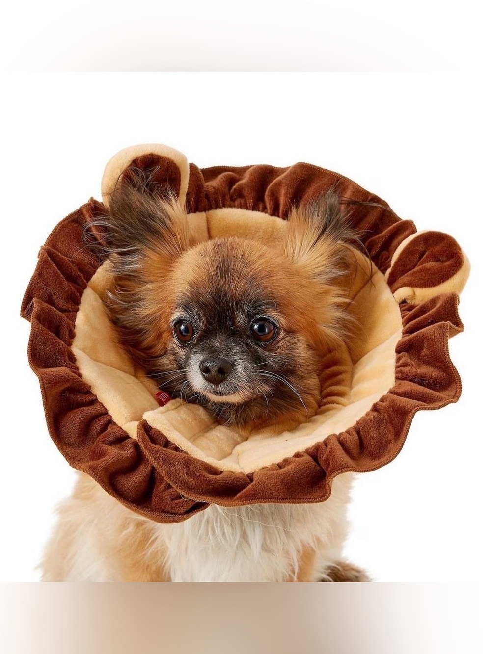 ALFIE NOAH THE LION PET RECOVERY COLLAR• Ideal for injuries, rashes and post sur